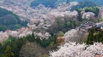 yoshinoyama.jpg
